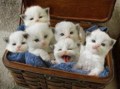 Kitten 2